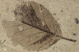 Fossil Leaf (Betula) Plate - McAbee Fossil Beds, BC #224906-1